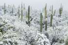 Arizona, Pima County. Sonoran Desert with snow Art Print